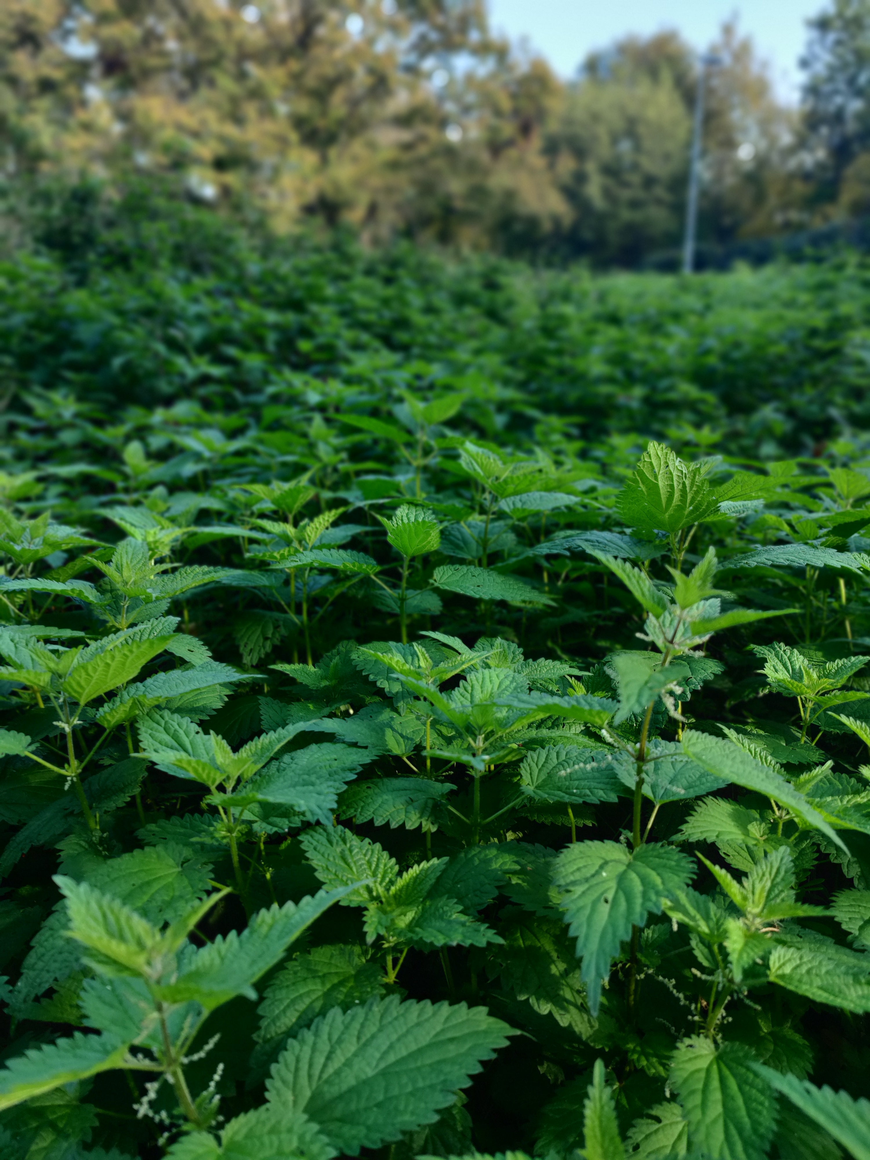 The Benefits of Stinging Nettle for Hair and Scalp Health